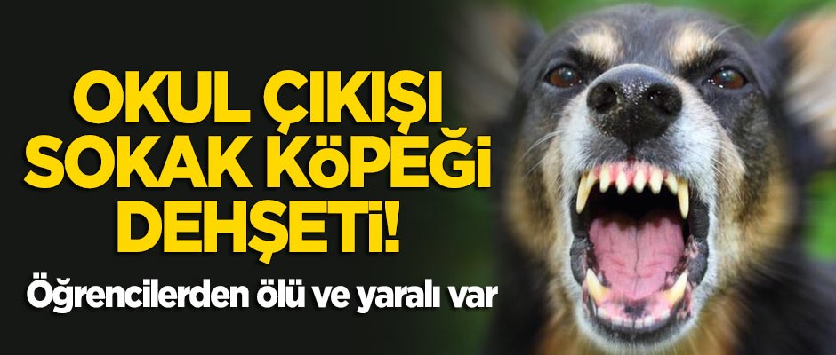 Sokak köpeklerinden okul çıkışı dehşet! 1 öğrenci hayatını kaybetti