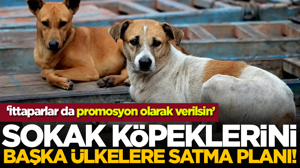 Sokak köpeklerini başka ülkelere satma planı!