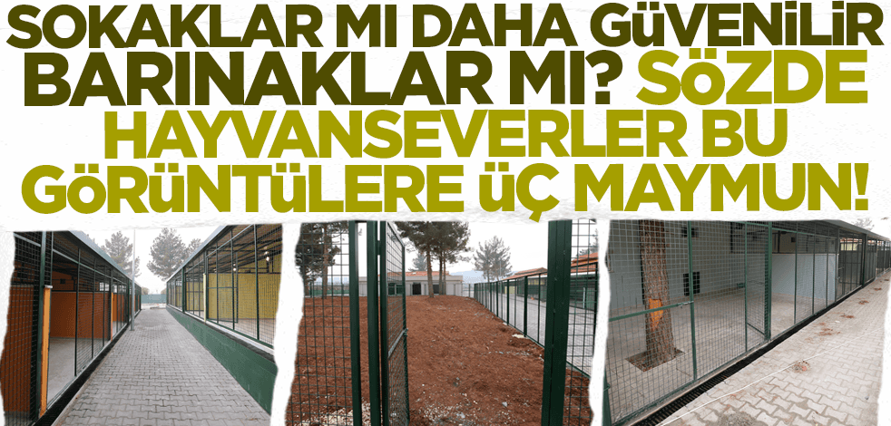 Sokaklar mı daha güvenilir barınaklar mı? Sözde hayvanseverler bu görüntülere üç maymun!