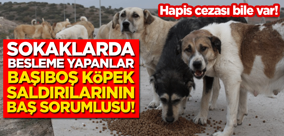 Sokaklarda besleme yapanlar, başıboş köpek saldırılarının baş sorumlusu!