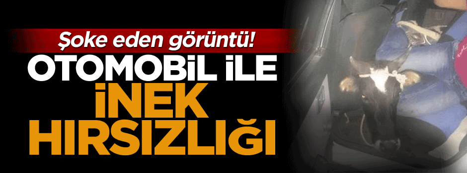 Şoke eden görüntü! Otomobil ile inek hırsızlığı
