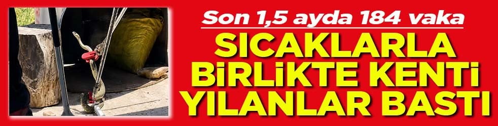 Son 1,5 ayda 184 vaka Sıcaklarla birlikte kenti yılanlar bastı