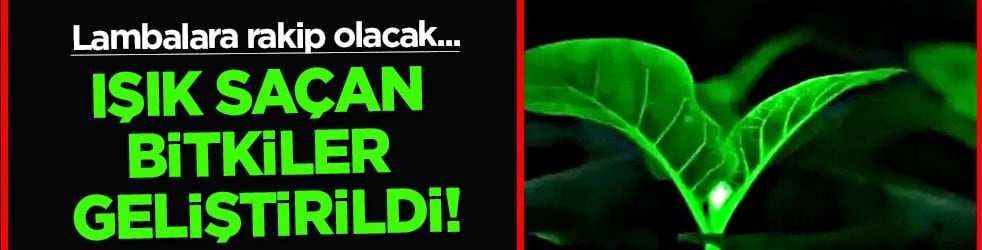 Son geliştirilen, ışık saçan lamba: Bitkilerle bu mümkün! Rakipler rahatsız olacak... Duyan şaşkına döndü