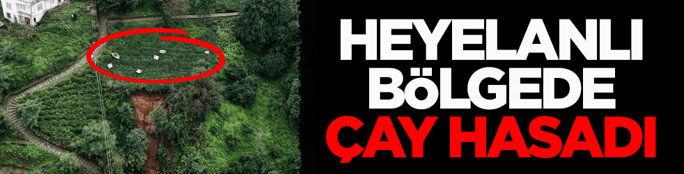 Son sürgünü topluyorlar! Heyelanlı bölgede çay hasadı