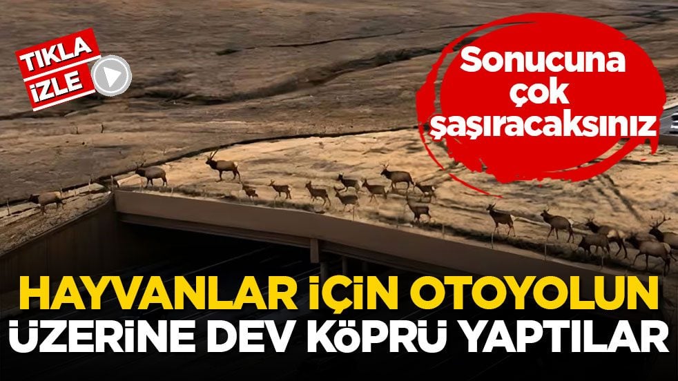 Sonucuna çok şaşıracaksınız! Hayvanlar için otoyolun üzerine dev köprü yaptılar