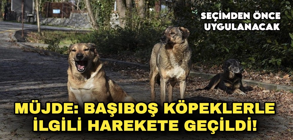 Sonunda başıboş köpeklerle ilgili harekete geçildi! Seçimden önce uygulanacak
