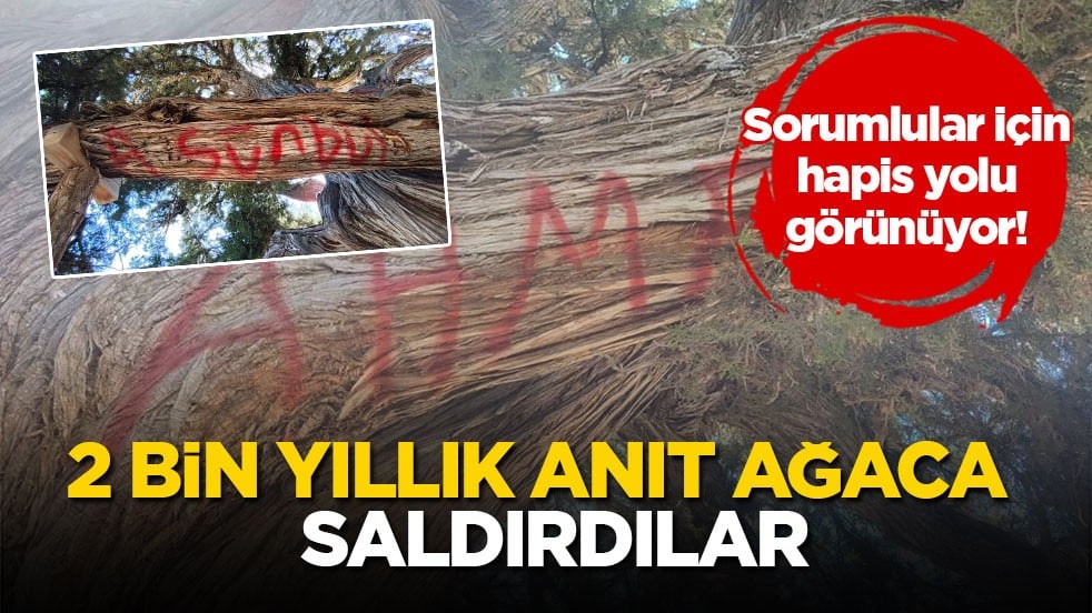 Sorumlular için hapis yolu görünüyor! 2 bin yıllık anıt ağaca saldırdılar