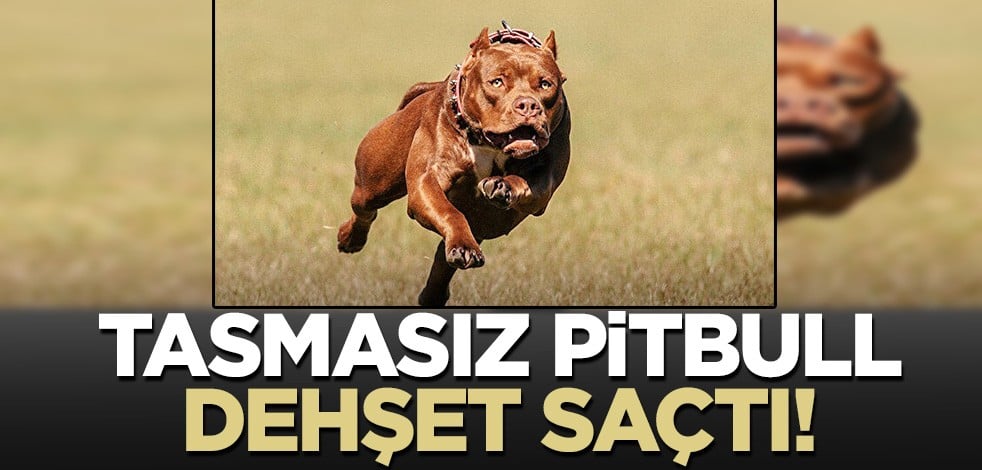 Sorumsuz Pitbull sahibi felakete yol açıyordu! Tasmasız köpek dehşet saçtı..
