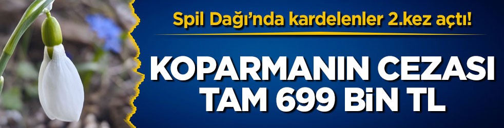 Spil Dağı’nda kardelenler 2.kez açtı! Koparmanın cezası tam 699 bin TL
