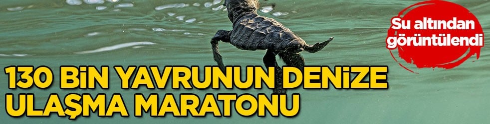 Su altından görüntülendi! 130 bin yavrunun denize ulaşma maratonu