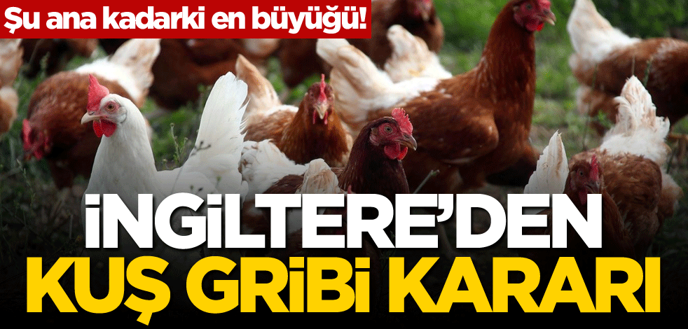 Şu ana kadarki en büyüğü! İngiltere'den kuş gribi kararı