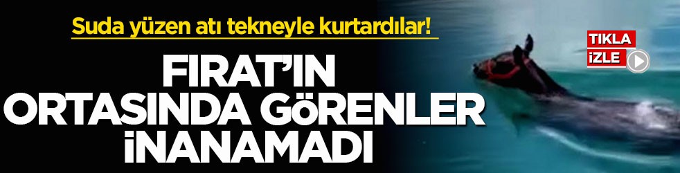Suda yüzen atı tekneyle kurtardılar! Fırat’ın ortasında görenler inanamadı