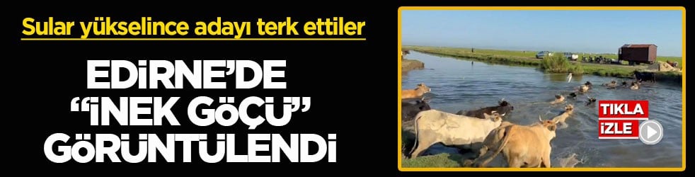 Sular yükselince adayı terk ettiler! Edirne’de “inek göçü” görüntülendi