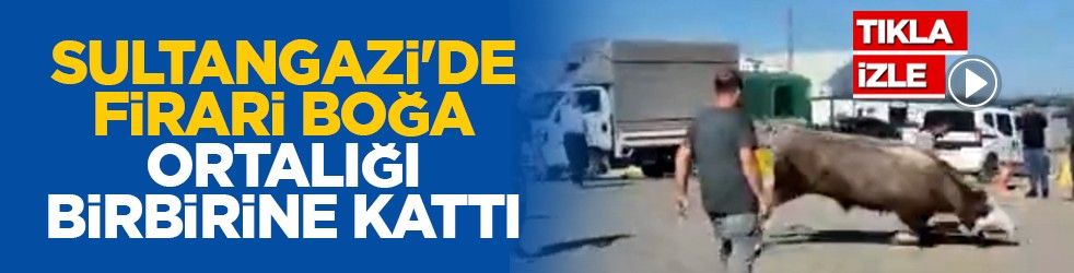Sultangazi'de firari boğa ortalığı birbirine kattı