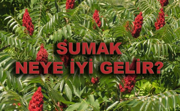 Sumak neye iyi gelir?