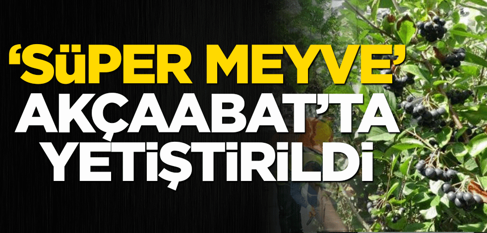 ‘Süper meyve’ Akçaabat'ta yetiştirildi