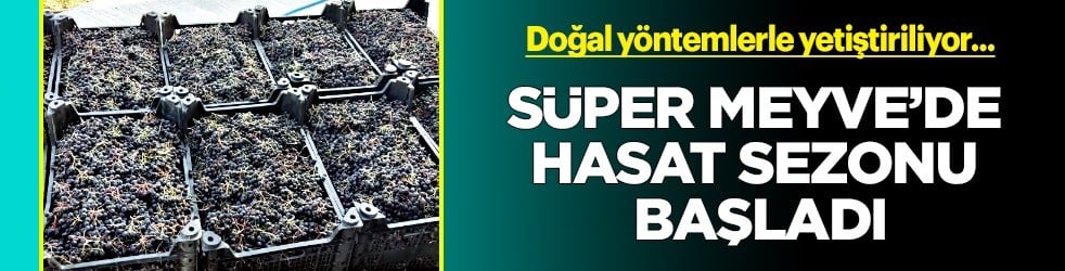  Süper meyve aronya bitkisi: Hem sağlık hem ekonomi için üretiliyor! Türkiye'nin dört bir yanına gönderiyor
