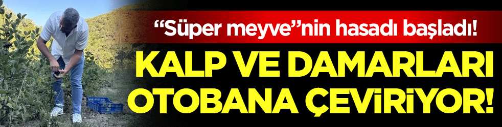 'Süper meyve'nin hasadı başladı: Kalp ve damarları otobana çeviriyor!