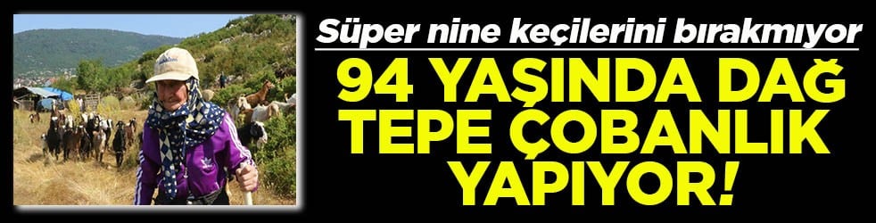 Süper nine keçilerini bırakmıyor 94 yaşında dağ tepe çobanlık yapıyor