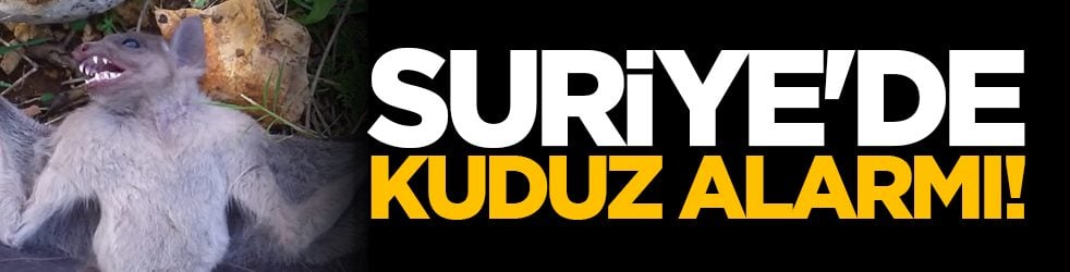 Suriye'de kuduz alarmı!