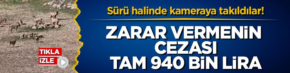 Sürü halinde kameraya takıldılar! Zarar vermenin cezası tam 940 bin lira