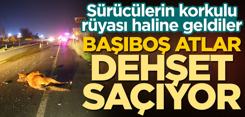 Sürücülerin korkulu rüyası haline geldiler! Başıboş atlar dehşet saçıyor