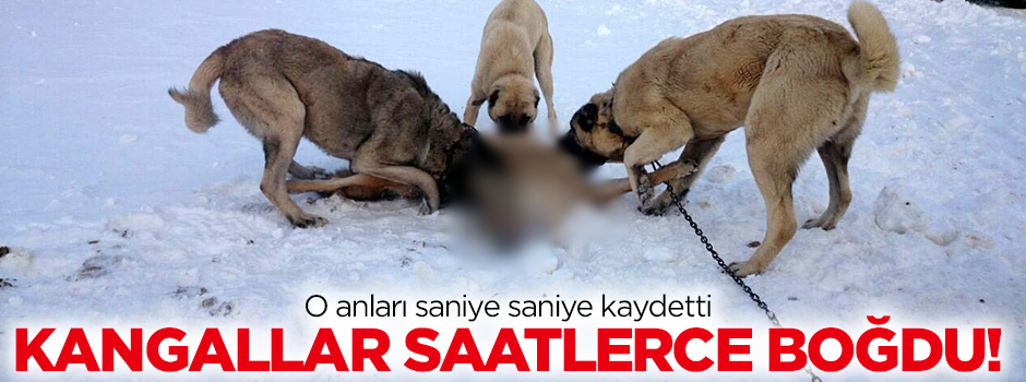 Sürüye saldıran kurt sert kayaya çarptı