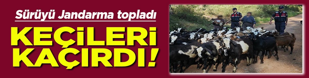 Sürüyü Jandarma buldu Keçileri kaçırdı