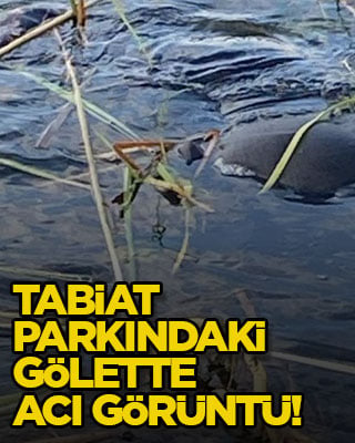 Tabiat parkındaki gölette acı görüntü!