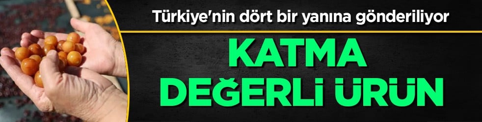  Talebi artan Konya kirazı dalında bırakılıyor: Avrupa'nın birçok ülkesinde "Türk kirazı" dikkat çekti