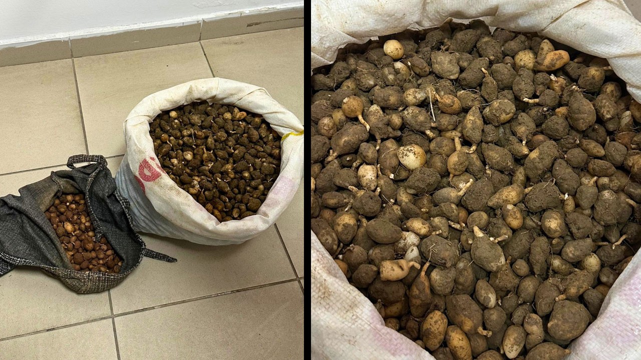 Tam 15 kilo ele geçirildi! Nesli tükenen bitkinin yumrularını söken kişiye 700 bin lira ceza