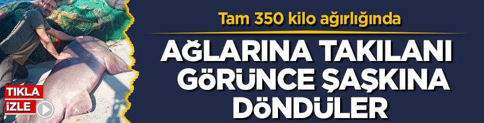 Tam 350 kilo ağırlığında! Ağlarına takılanı görünce şaşkına döndüler