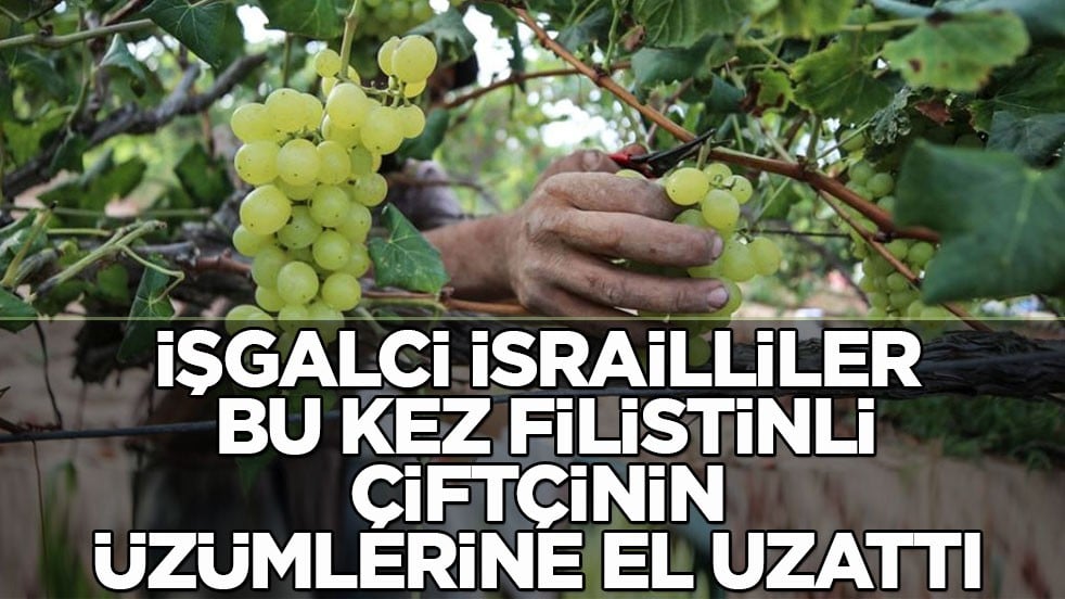 Tam 50 kasa! İşgalci İsrailliler bu kez Filistinli çiftçinin üzümlerine el uzattı