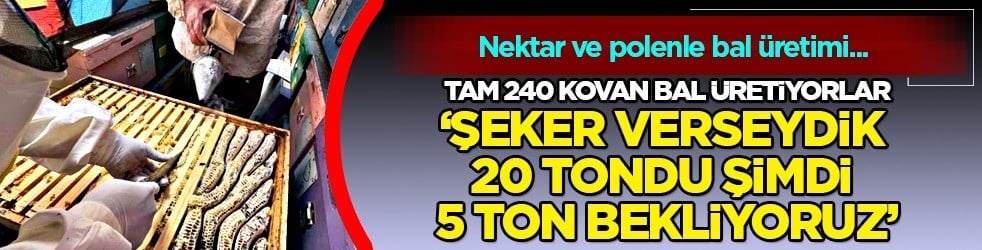 Tam beş ton bal bekliyorlar: Şeker verseydik 20 ton bal alırdık... 1 yıl sonra etkisini gösterecek