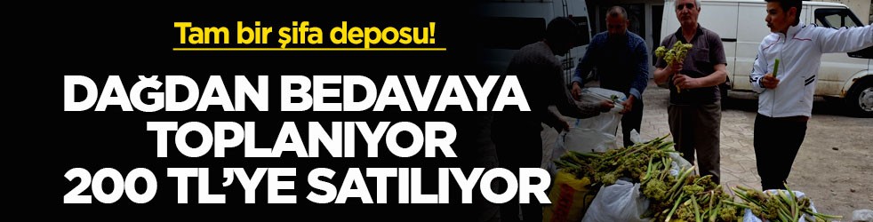 Tam bir şifa deposu! Dağdan bedavaya toplanıyor, tezgahta 200 TL’ye satılıyor