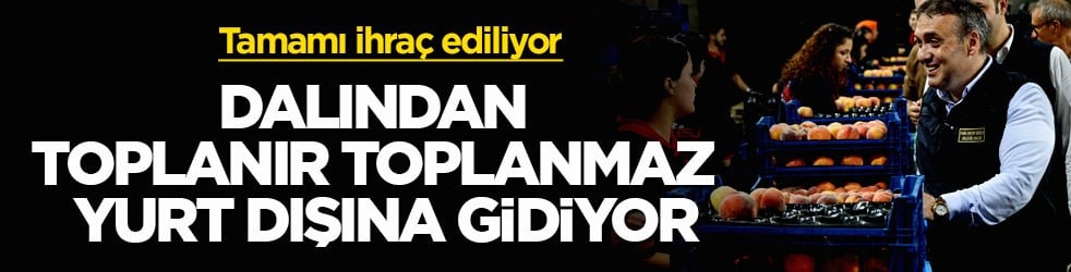 Tamamı ihraç ediliyor! Dalından toplanır toplanmaz yurt dışına gidiyor