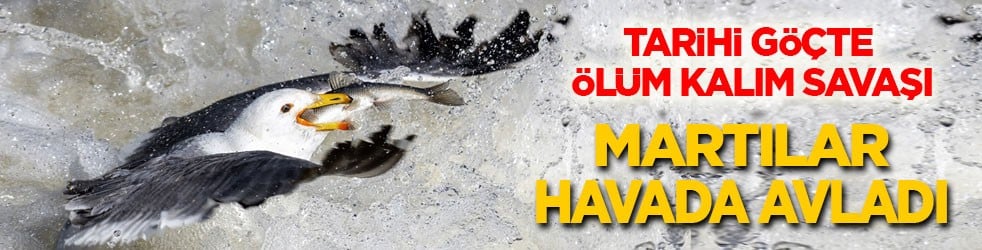 Tarihi göç ölüm kalım savaşına döndü! Martılar tek tek havada avladı