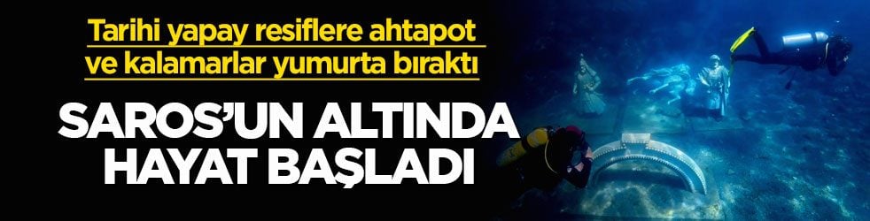 Tarihi yapay resiflere ahtapot ve kalamarlar yumurta bıraktı! Saros’un altında hayat başladı