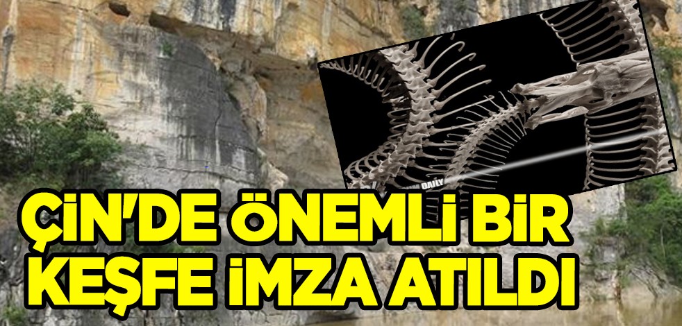 Tarihi yeni keşif şaşkınlık yarattı: 6000 yıllık yılan fosilleri bulundu! Ardından çevrimiçi olarak ilan edildi