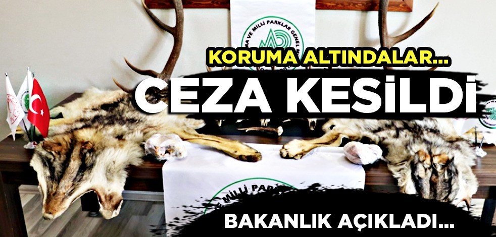 Tarım Bakanlığı'na bağlı kurum uyardı, paylaştı: 1.1 milyon ceza kesti! Türkiye'den koruma altındaki hayvanlar ile ilgili karar