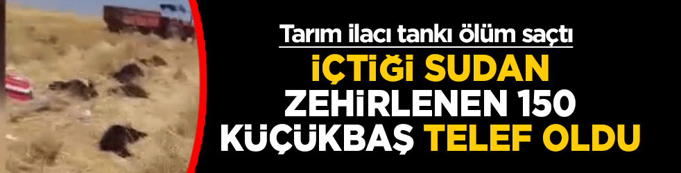 Tarım ilacı tankı ölüm saçtı! İçtiği sudan zehirlenen 150 küçükbaş telef oldu
