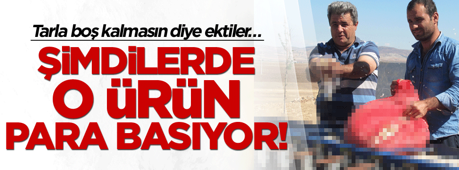 Tarla boş kalmasın diye ektiler… Şimdi o ürün para basıyor!