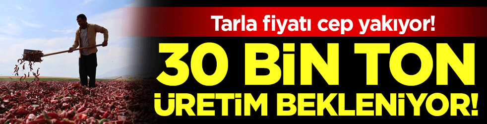 Tarla fiyatı cep yakıyor: 30 bin ton üretim bekleniyor!