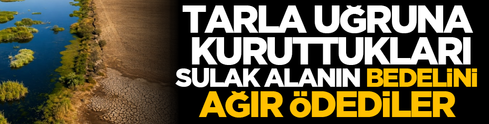 Tarla uğruna kuruttukları sulak alanın bedelini ağır ödediler
