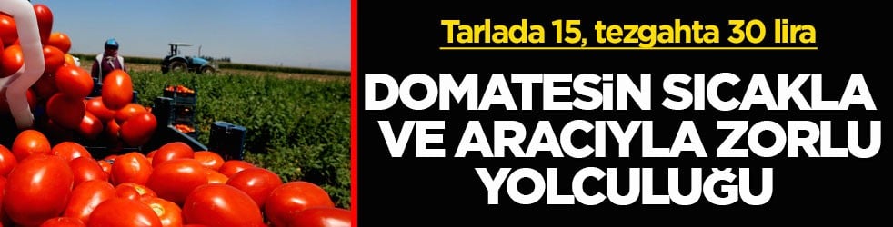 Tarlada 15, tezgahta 30 lira! Domatesin sıcakla ve aracıyla zorlu yolculuğu