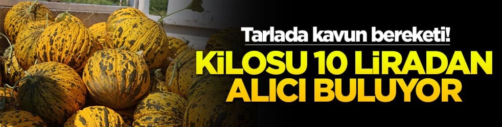 Tarlada kavun bereketi: Kilosu 10 liradan alıcı buluyor