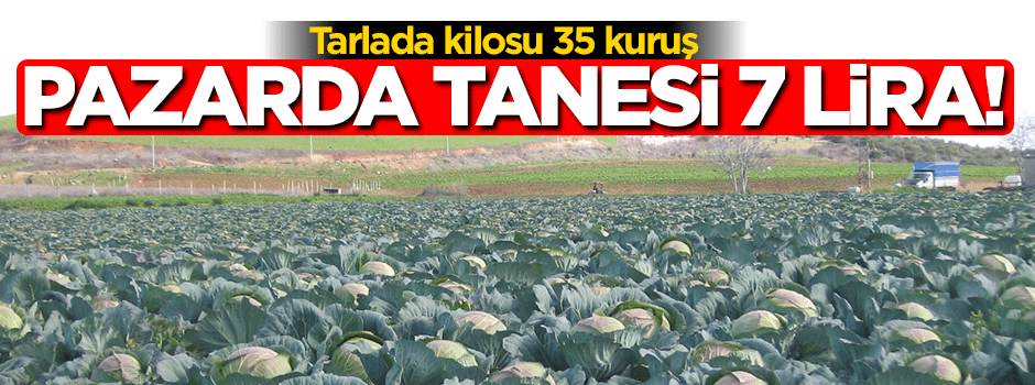Tarlada kilosu 35 kuruş pazarda tanesi 7 lira!