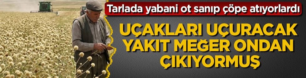 Tarlada yabani ot sanıp çöpe atıyorlardı: Uçakları uçuracak yakıt meğer ondan çıkıyormuş