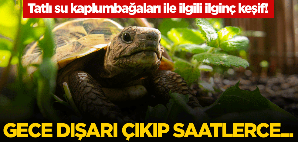 Tatlı su kaplumbağaları ile ilgili ilginç keşif! Gece dışarı çıkıp saatlerce...