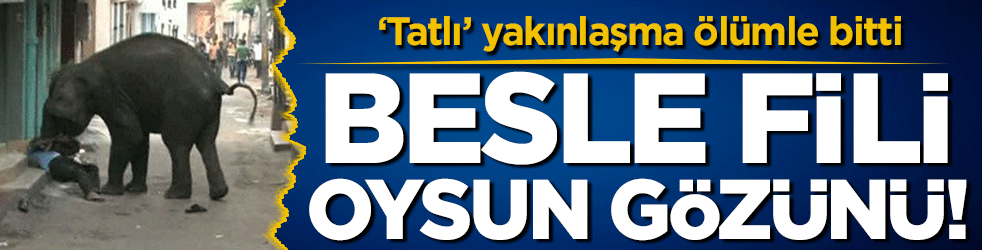 ‘Tatlı’ yakınlaşma ölümle bitti: Besle fili ezsin seni!